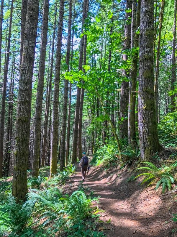 Hiker on trail under the trees.