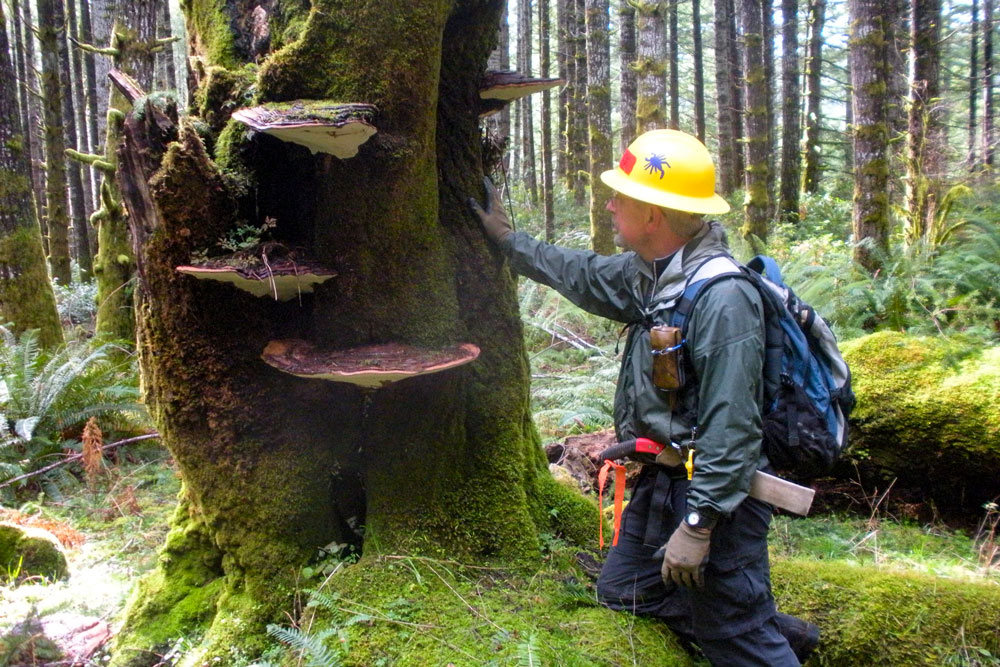 Volunteer inspecting a tree.