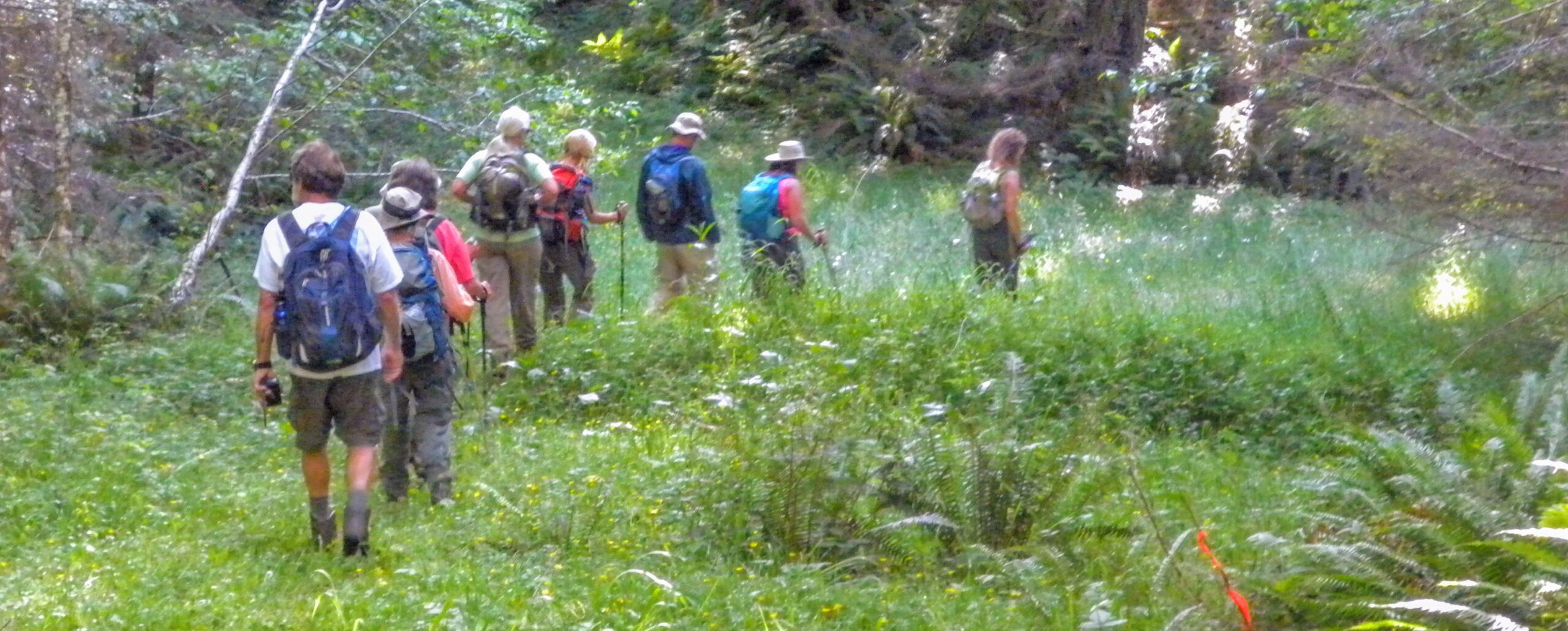 hikers moving along trail