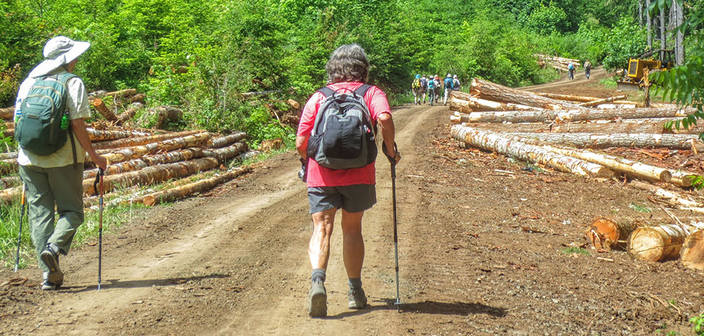 hikers entering logging zone